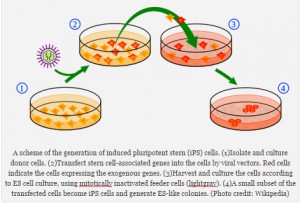 A scheme of the generation of induced pluripotent stern (iPS) cells. (1)Isolate and culture donor cells. (2)Transfect stern cell-associated genes into the cells by viral vectors. Red cells indicate the cells expressing the exogenous genes. (3)Harvest and culture the cells according to ES cell culture, using mitotically inactivated feeder cells (lightgray). (4)A small subset of the transfected cells become iPS cells and generate ES-like colonies. (Photo credit: Wikipedia)