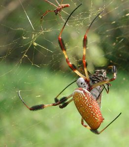 Golden silk spider Photo credit: Wikipedia